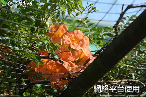 Campsis grandiflora (Thunb.) K. Schum.??