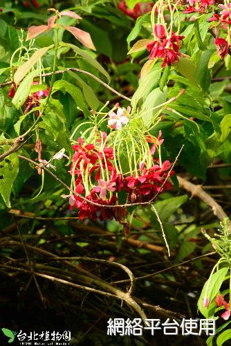 Quisqualis indica L.???