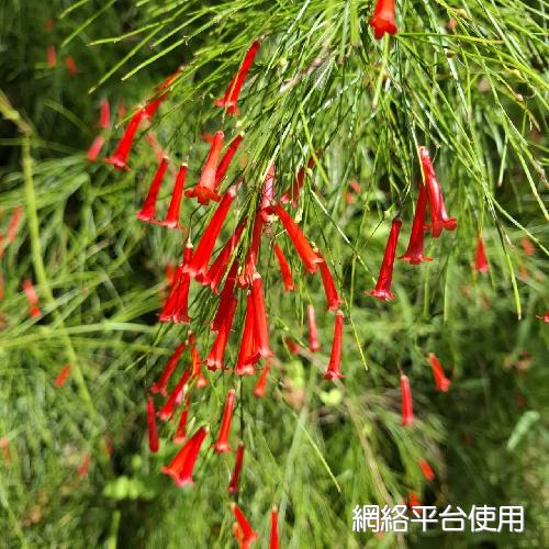 Russelia equisetiformis Cham. et Schlecht.???