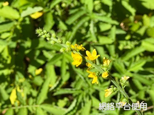 龍牙草