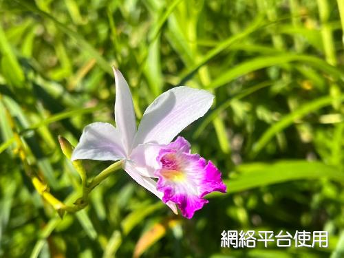 I葦草蘭