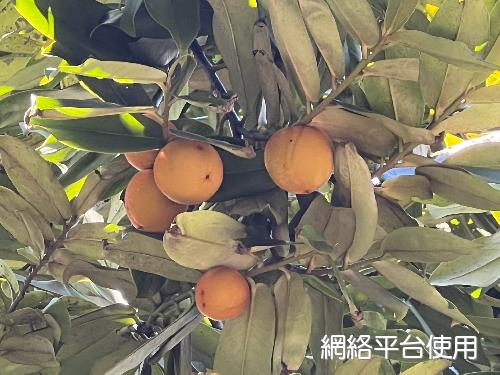 毛柿