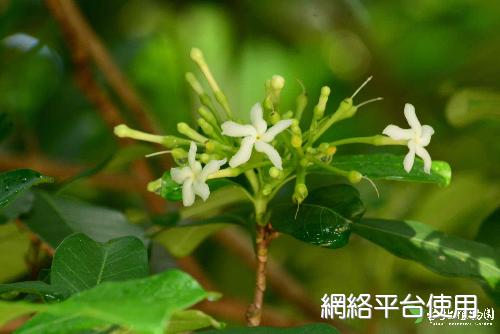 蘭嶼山馬茶