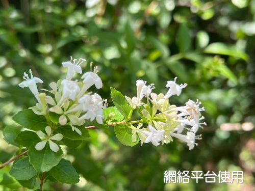 臺灣糯米條