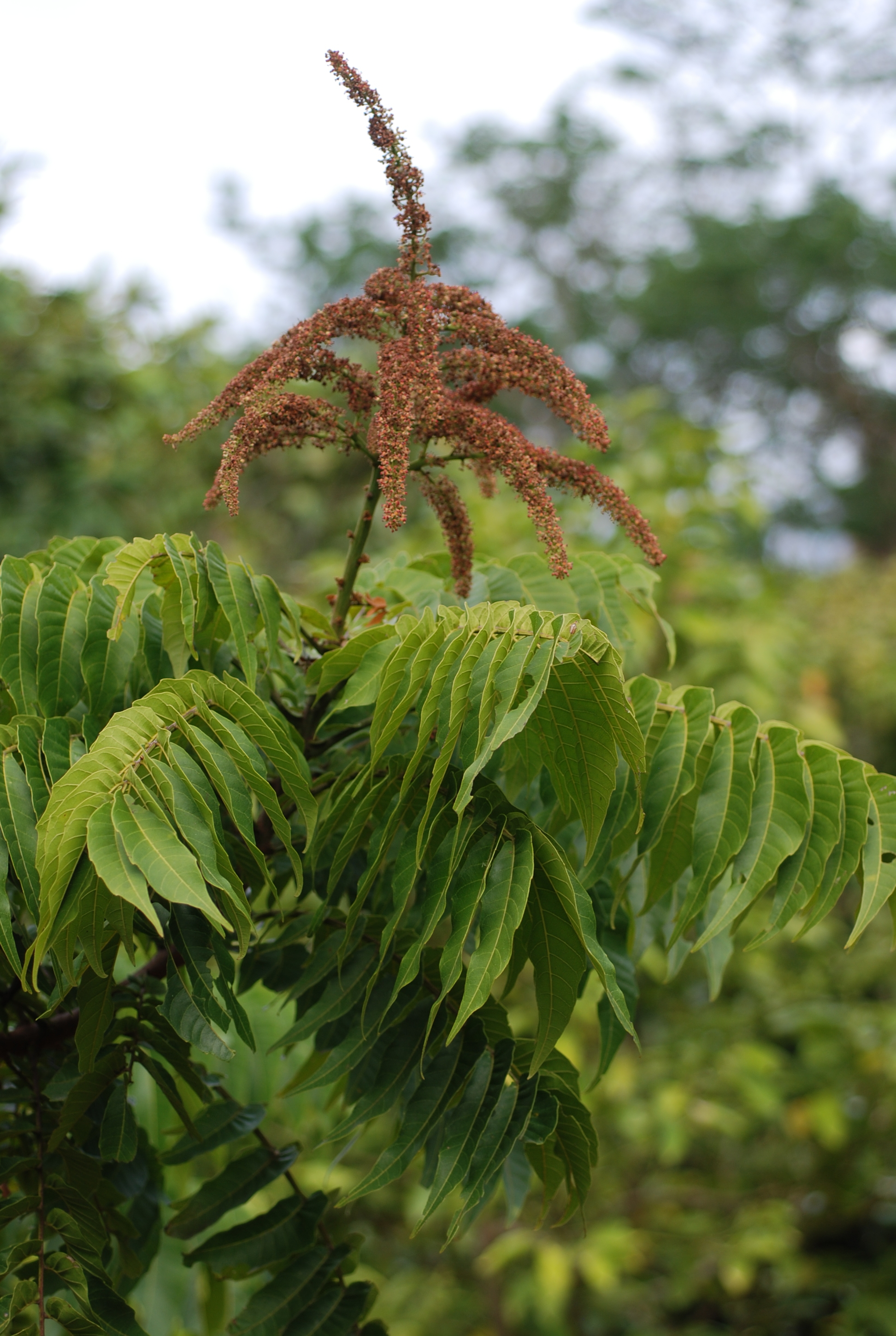 植物介紹 - 台北植物園 園區導覽網