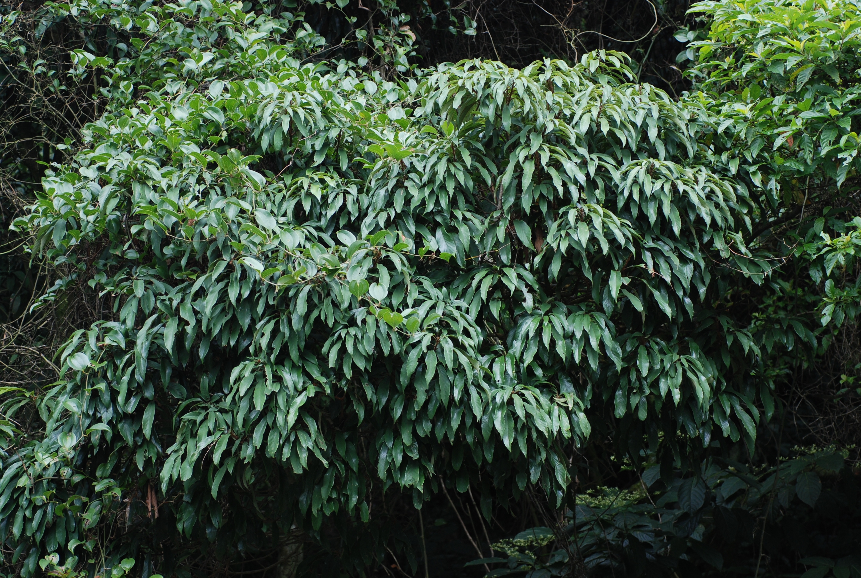 筆羅子圖片加連結至植物資料頁面