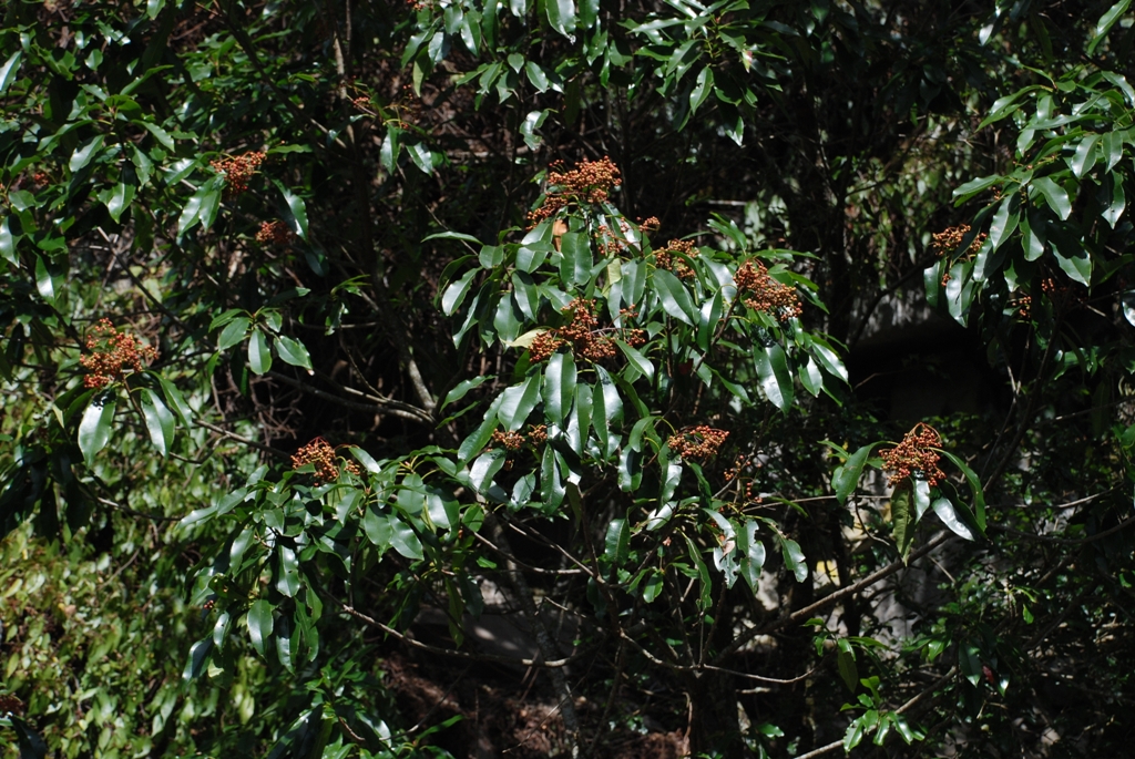 石楠圖片加連結至植物資料頁面