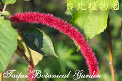 紅穗鐵莧圖片加連結至植物資料頁面
