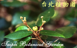 裡白巴豆圖片加連結至植物資料頁面