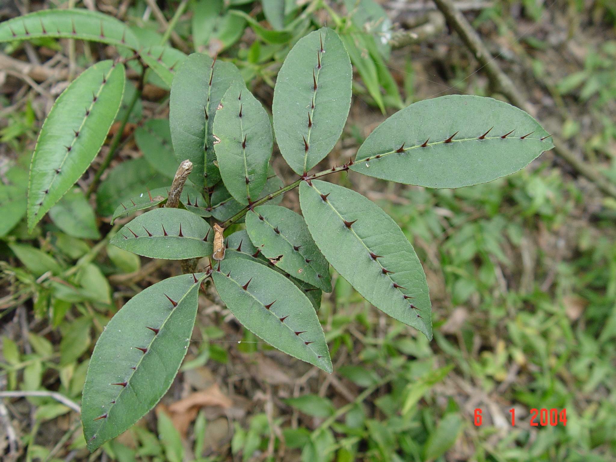 植物介紹 - 台北植物園 園區導覽網