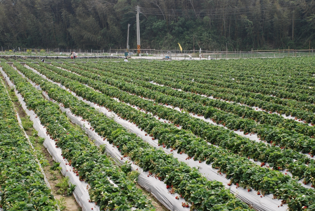 草莓圖片加連結至植物資料頁面