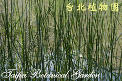 荸薺圖片加連結至植物資料頁面