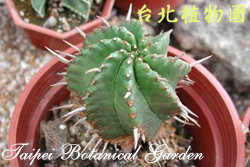 世蟹丸圖片加連結至植物資料頁面