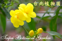 迎春花