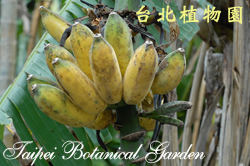 芭蕉圖片加連結至植物資料頁面
