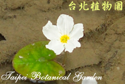 龍骨瓣莕菜