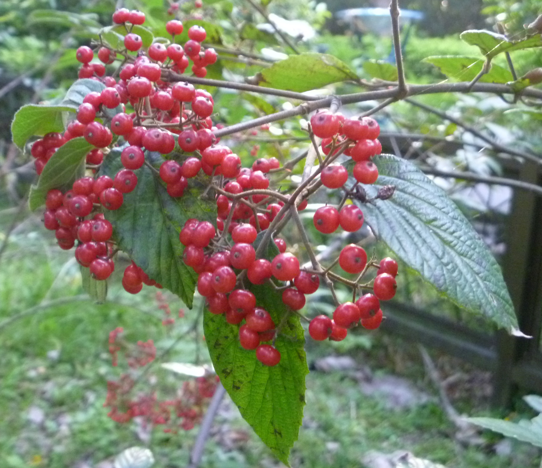 呂宋莢迷圖片加連結至植物資料頁面