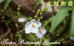 野慈姑