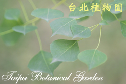 烏臼圖片加連結至植物資料頁面