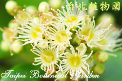 小葉赤楠