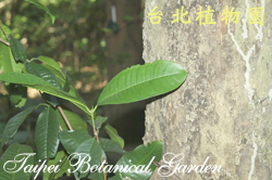 馬來蒲桃