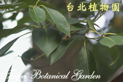 紅膠木