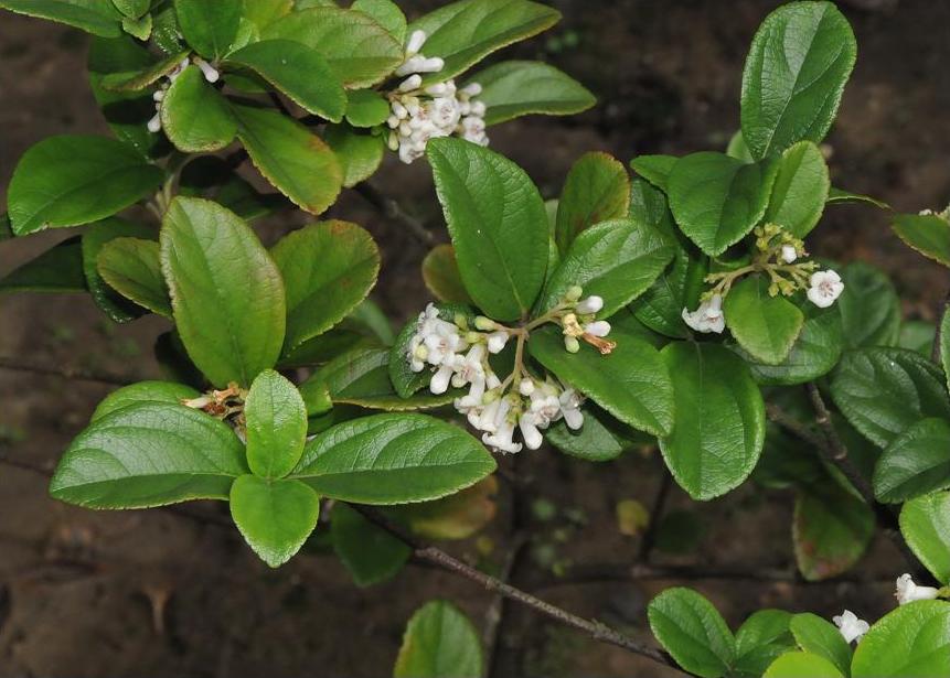 長筒莢迷圖片加連結至植物資料頁面