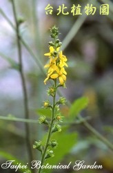 龍牙草圖片加連結至植物資料頁面