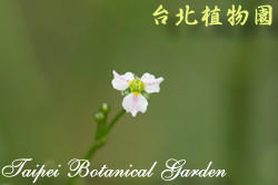 窄葉澤瀉
