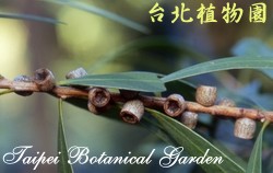 紅瓶刷子樹