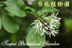 流蘇