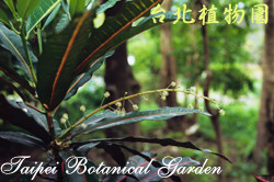 變葉木圖片加連結至植物資料頁面