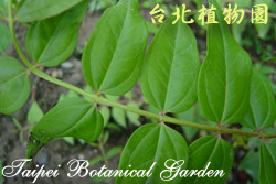 臺灣馬桑