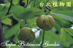 第倫桃