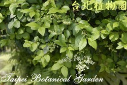 毛女貞