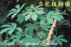 樹薯圖片加連結至植物資料頁面