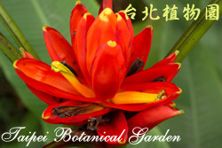 指天蕉圖片加連結至植物資料頁面