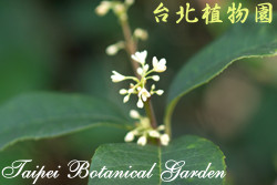 桂花