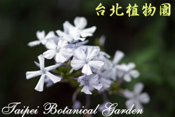 藍雪花圖片加連結至植物資料頁面