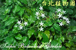 烏面馬圖片加連結至植物資料頁面