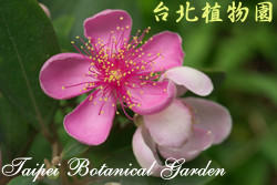 桃金孃