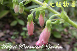 鈴噹岩桐圖片加連結至植物資料頁面
