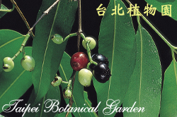 肯氏蒲桃