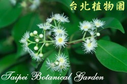 臺灣赤楠