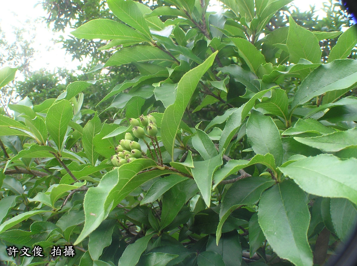 臺灣石楠圖片加連結至植物資料頁面