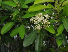 臺東石楠圖片加連結至植物資料頁面