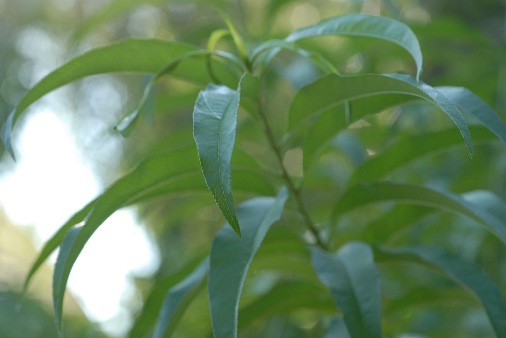 桃圖片加連結至植物資料頁面