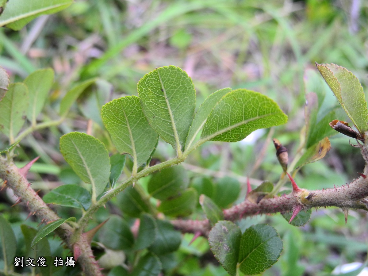 琉球野薔薇圖片加連結至植物資料頁面