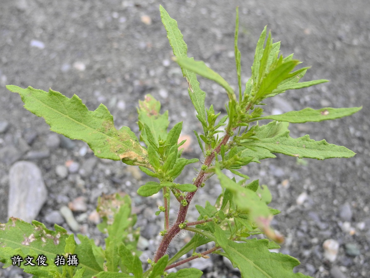 臭杏圖片加連結至植物資料頁面