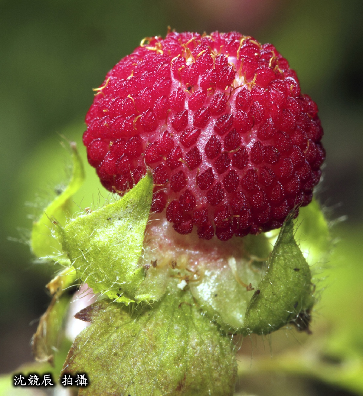 臺灣蛇莓圖片加連結至植物資料頁面